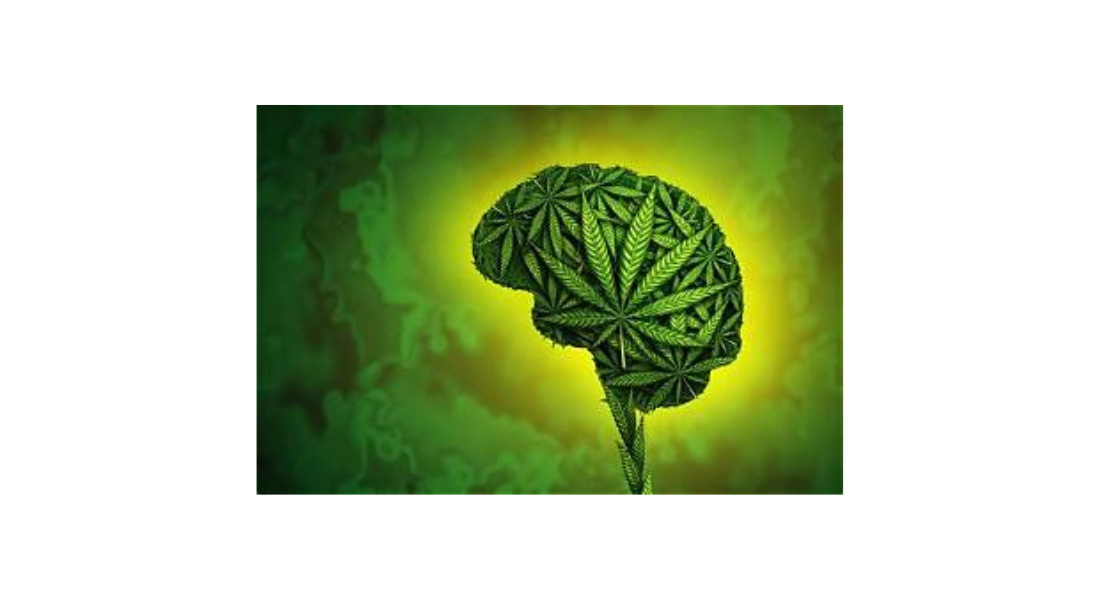 Introduzione alla cannabis medicinale (CM)